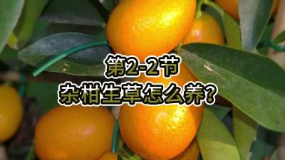 第2-2节-杂柑生草怎么养？