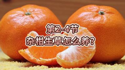 第2-4节-杂柑生草怎么养？