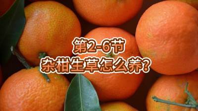 第2-6节-杂柑生草怎么养？