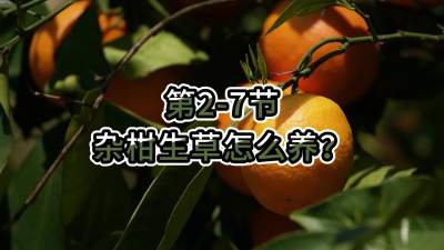 第2-7节-杂柑生草怎么养？