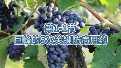 第1-1节-巨峰的5次关键防病用药