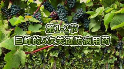 第1-2节-巨峰的5次关键防病用药
