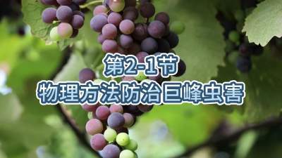 第2-1节-物理方法防治巨峰虫害