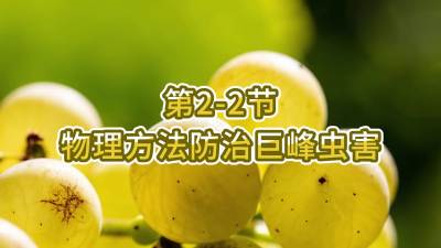 第2-2节-物理方法防治巨峰虫害