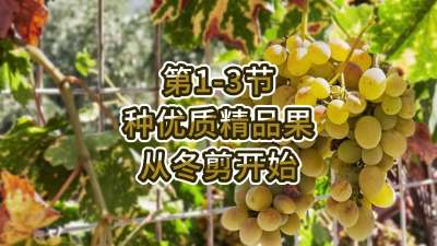 第1-3节-种优质精品果，从冬剪开始