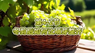 第4-2节-冬剪后如何让萌芽整齐