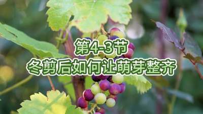 第4-3节-冬剪后如何让萌芽整齐