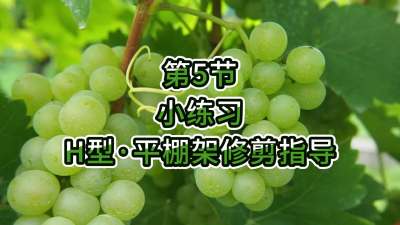 第5节-小练习-H型&bull;平棚架修剪指导