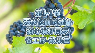 第1-1节-无核化前的准备-摘心消籽同步，省工序，效果佳