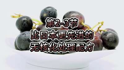 第2-3节-比日本更先进的无核化处理配方