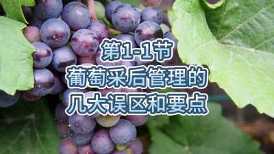 第1-1节-葡萄采后管理的几大误区和要点