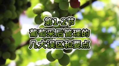 第1-2节-葡萄采后管理的几大误区和要点
