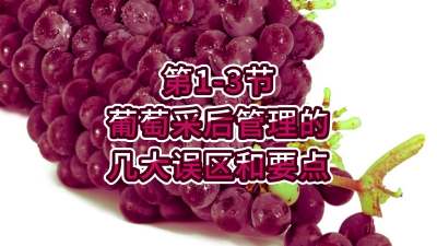 第1-3节-葡萄采后管理的几大误区和要点