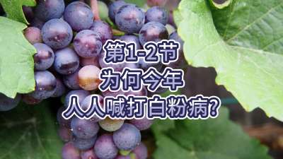 第1-2节-为何今年人人喊打白粉病？