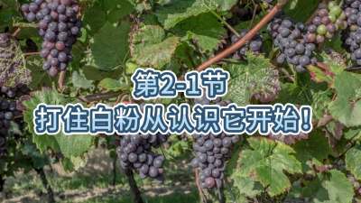 第2-1节-打住白粉病从认识它开始！