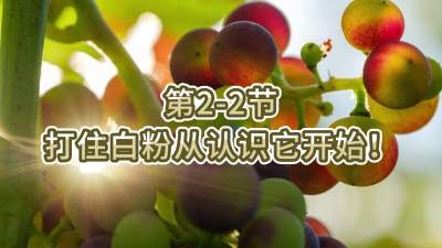 第2-2节-打住白粉病从认识它开始！