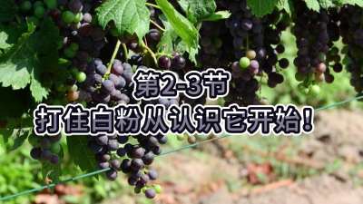 第2-3节-打住白粉病从认识它开始！