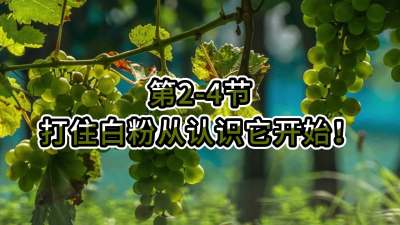 第2-4节-打住白粉病从认识它开始！