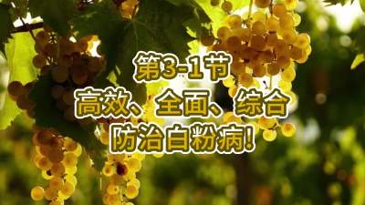 第3-1节-高效、全面、综合防治白粉病！