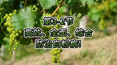 第3-2节-高效、全面、综合防治白粉病！