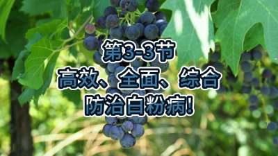 第3-3节-高效、全面、综合防治白粉病！