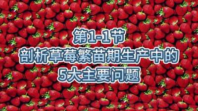 第1-1节-剖析草莓繁苗期生产中的5大主要问题