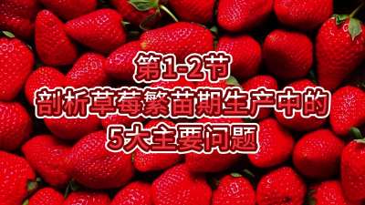 第1-2节-剖析草莓繁苗期生产中的5大主要问题