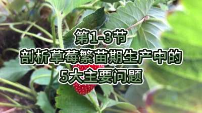 第1-3节-剖析草莓繁苗期生产中的5大主要问题