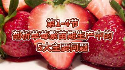 第1-4节-剖析草莓繁苗期生产中的5大主要问题