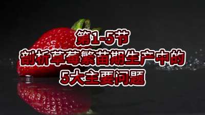第1-5节-剖析草莓繁苗期生产中的5大主要问题