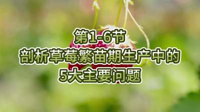 第1-6节-剖析草莓繁苗期生产中的5大主要问题
