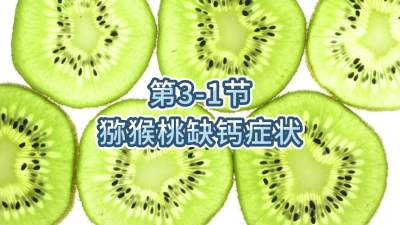 第3-1节-猕猴桃缺钙症状