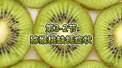 第3-2节-猕猴桃缺钙症状