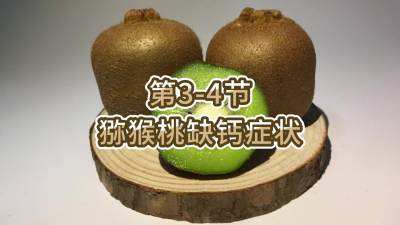 第3-4节-猕猴桃缺钙症状
