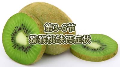 第3-6节-猕猴桃缺钙症状