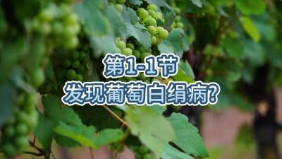 第1-1节-发现葡萄白绢病？