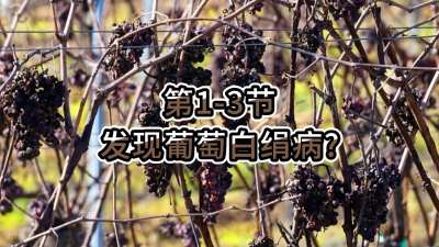 第1-3节-发现葡萄白绢病？