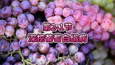 第2-1节-深挖葡萄白绢病