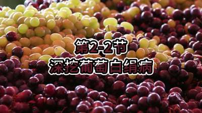 第2-2节-深挖葡萄白绢病
