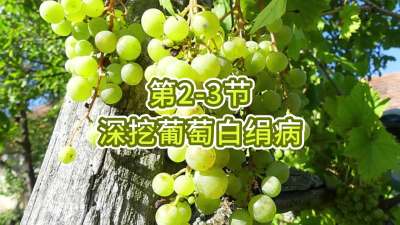 第2-3节-深挖葡萄白绢病