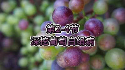 第2-4节-深挖葡萄白绢病