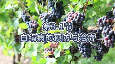 第3-1节-白绢病的预防与治疗