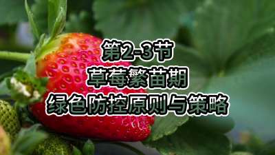 第2-3节-草莓繁苗期绿色防控原则与策略