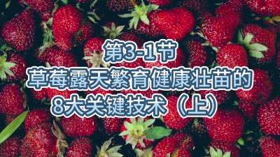 第3-1节-草莓露天繁育健康壮苗的8大关键技术（上）
