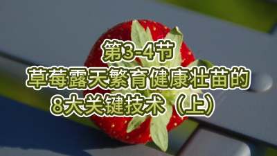 第3-4节-草莓露天繁育健康壮苗的8大关键技术（上）