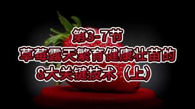 第3-7节-草莓露天繁育健康壮苗的8大关键技术（上）