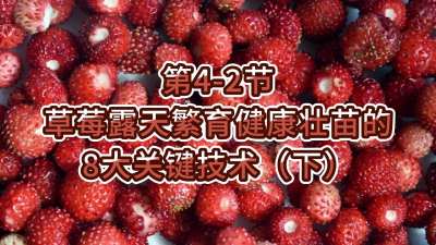 第4-2节-草莓露天繁育健康壮苗的8大关键技术（下）