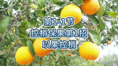 第1-1节-控梢保果第1招-以果控梢