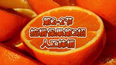 第2-2节-控梢保果第2招-人工抹梢