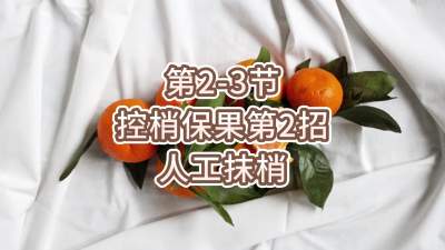 第2-3节-控梢保果第2招-人工抹梢
